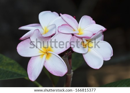 ストックフォト: Leelawadee Flower And Its Reflecio