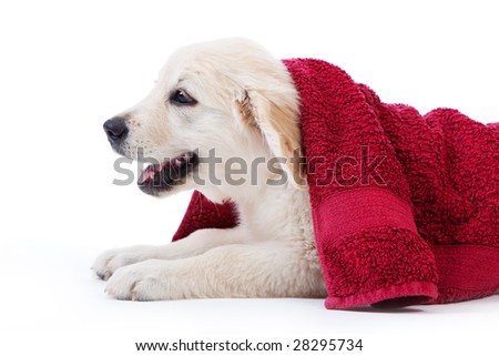 Foto stock: Golden Retriever Puppy Covered By Towel
