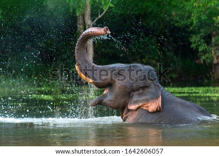 Stock photo: Happy Elephants