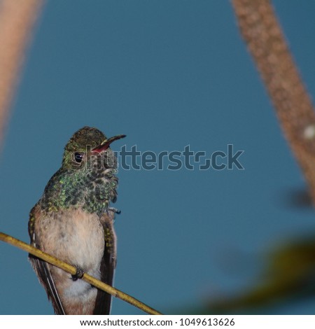 Сток-фото: Anna Hummingbird Female Calpyte Anna Feathers Beak Close Up