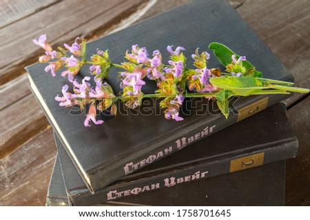 Stock foto: Sage Flower Isolated 06