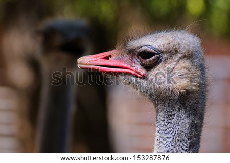 [[stock_photo]]: African Three Ostrich Portrait Funny Family
