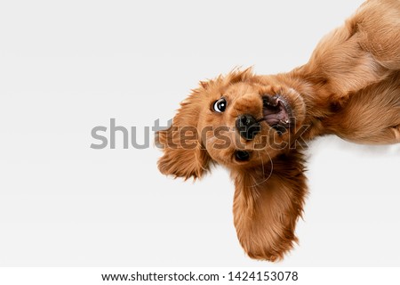 Foto stock: Cute Dogs In Love