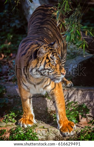 Asian Tiger In Barcelona Zoo Spain [[stock_photo]] © Digoarpi