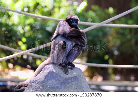 Stockfoto: Spider Monkey In The Zoo Barcelona Of Spain