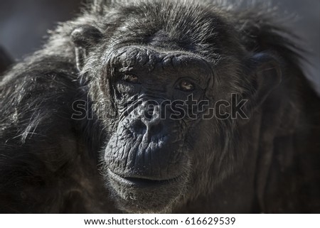 Old Chimpanzee Portrait At The Zoo Barcelona In Spain [[stock_photo]] © Digoarpi