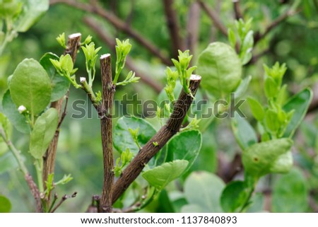 Stock photo: Pruning Young Tree