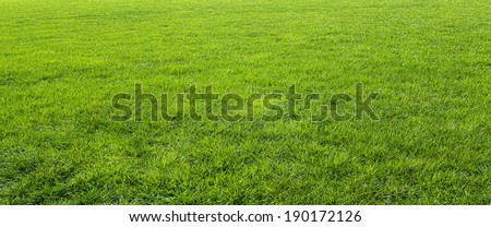 Stock photo: Space Of Grass Garden