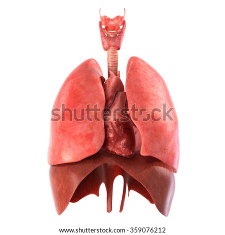 Stock fotó: Human Circulatory Blood System