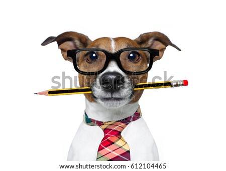 Foto stock: Dumb Business Dog