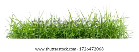 Stock photo: Grass