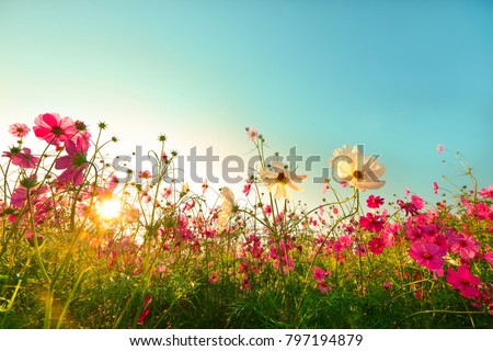 Stock photo: Cosmos Flowers On Spring Background