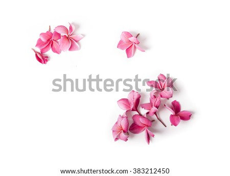 Stock photo: Plumeria Flower Isolated On Pink