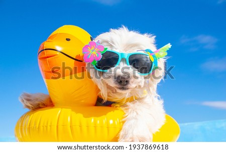 Stock foto: Summer Holiday Dog
