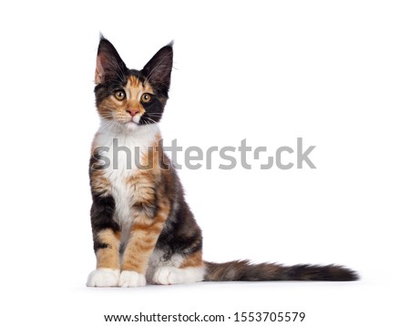 Сток-фото: Cute Black Tabby Tortie Maine Coon Cat Kitten Isolated On White Background