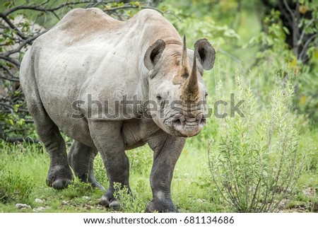 Stock fotó: Black Rhino Starring At The Camera