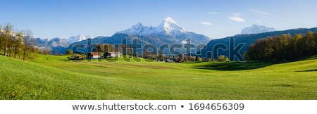 Stockfoto: Rolling Dandelion Meadow