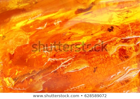 Zdjęcia stock: Amber