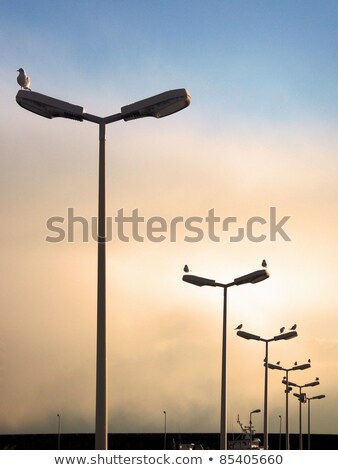 Stock photo: Gull On Light Pole