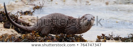 Stock photo: Otter Lutra Lutra