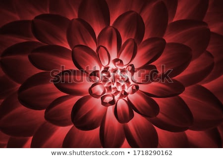 Foto d'archivio: Bright Purple Dahlia Flower Close Up