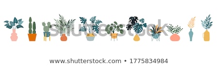 Stock photo: House Plants