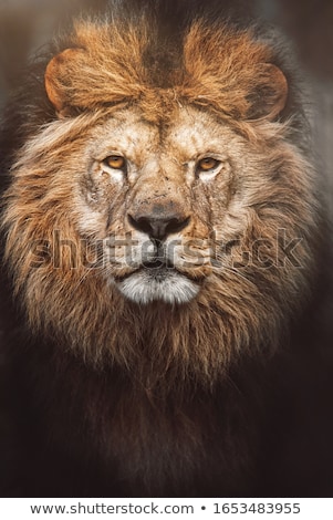 Stock photo: Lion Panthera Leo