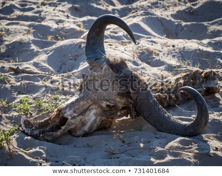 Stock fotó: Buffalo Skull In Savannah Southern Africa