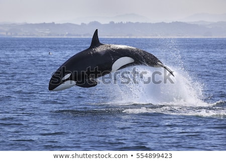 Stock fotó: Killer Whale
