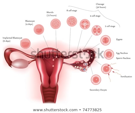 Stock fotó: Diagram Showing Female Reproductive System