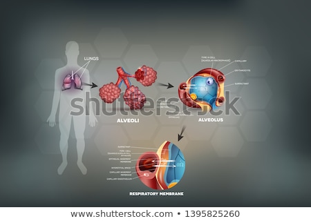 Stock fotó: Alveoli Anatomy Respiration