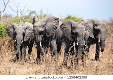 Foto stock: Close Up Of Elephant Tusks In Chobe