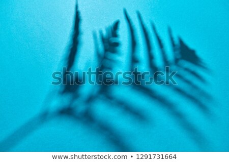 Zdjęcia stock: The Shadow Of The Leaves Of A Fern On A Blue Background With Copy Space Creative Layout Top View