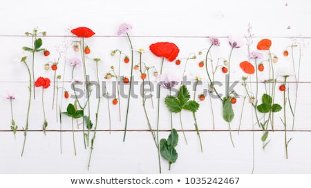 ストックフォト: Grunge Frames With Beautiful Bunch Of Daisy And Poppy For Design