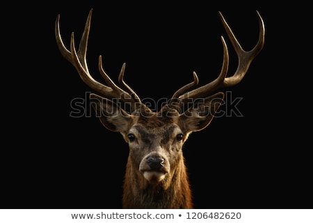 Foto stock: Young Whitetail Deer Buck