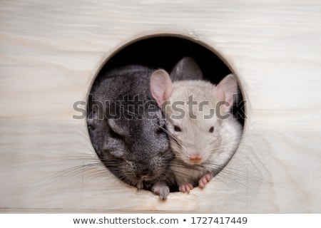 ストックフォト: Chinchilla