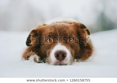 Stockfoto: Friends Laying In The Snow