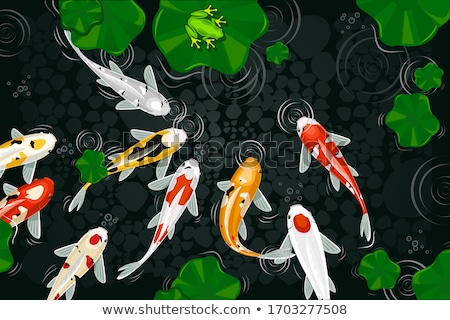 [[stock_photo]]: Koi Fish In Pond