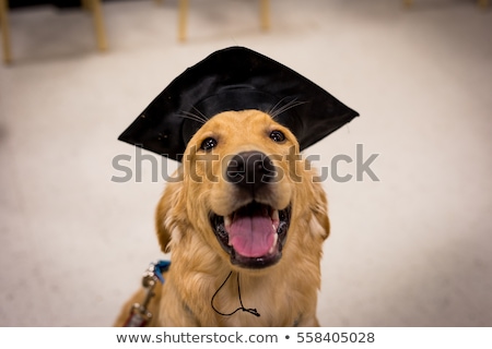 Stockfoto: Graduate Dog
