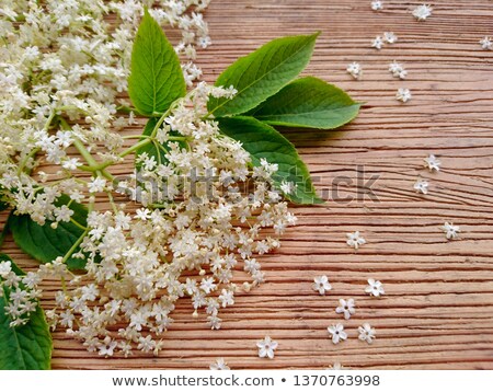 Stock foto: Natural Lemonade With Elder Berries