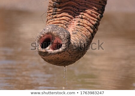 Сток-фото: Thirsty Elephant