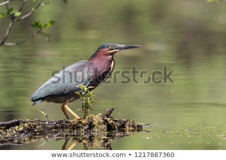 Stock fotó: Green Heron