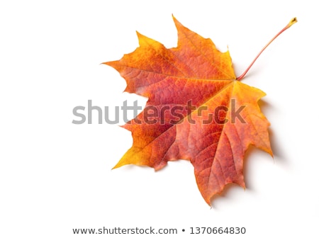 Stock photo: Bright Orange Maple Leaf On White Background