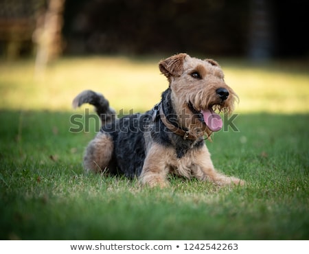 [[stock_photo]]: Portrait Of Welsh Terrier