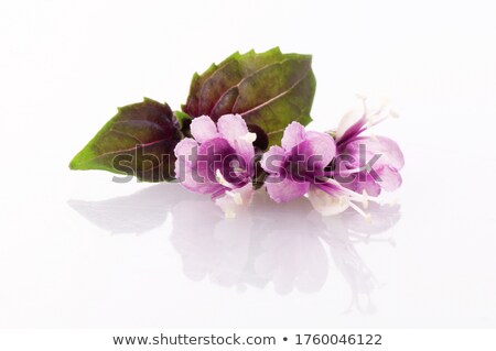 Foto stock: Blooming Green Basil