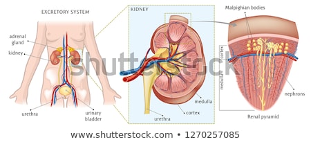 Сток-фото: Female Urinary Bladder And Kidneys Cross Section