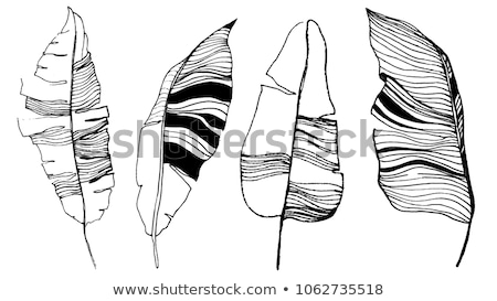Stockfoto: Vectorized Ink Sketch Of Leaves