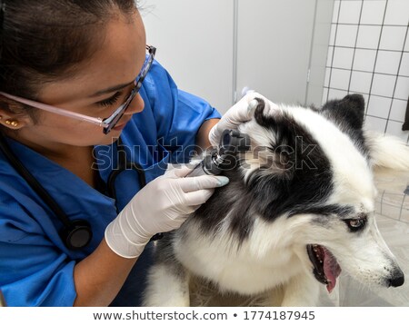 Сток-фото: Young Hispanic Veterinarian Examining Dog