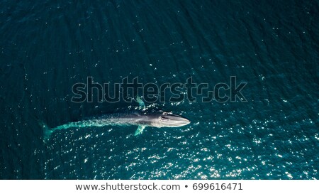 Zdjęcia stock: Fin Whale