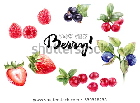 Stok fotoğraf: Raspberries Cranberries And Blueberries On White Background Watercolor Illustration